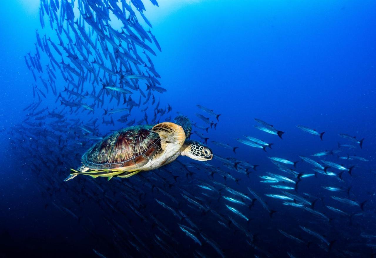Sanctum Una Una Eco Dive Resort Pulau Unauna Dış mekan fotoğraf