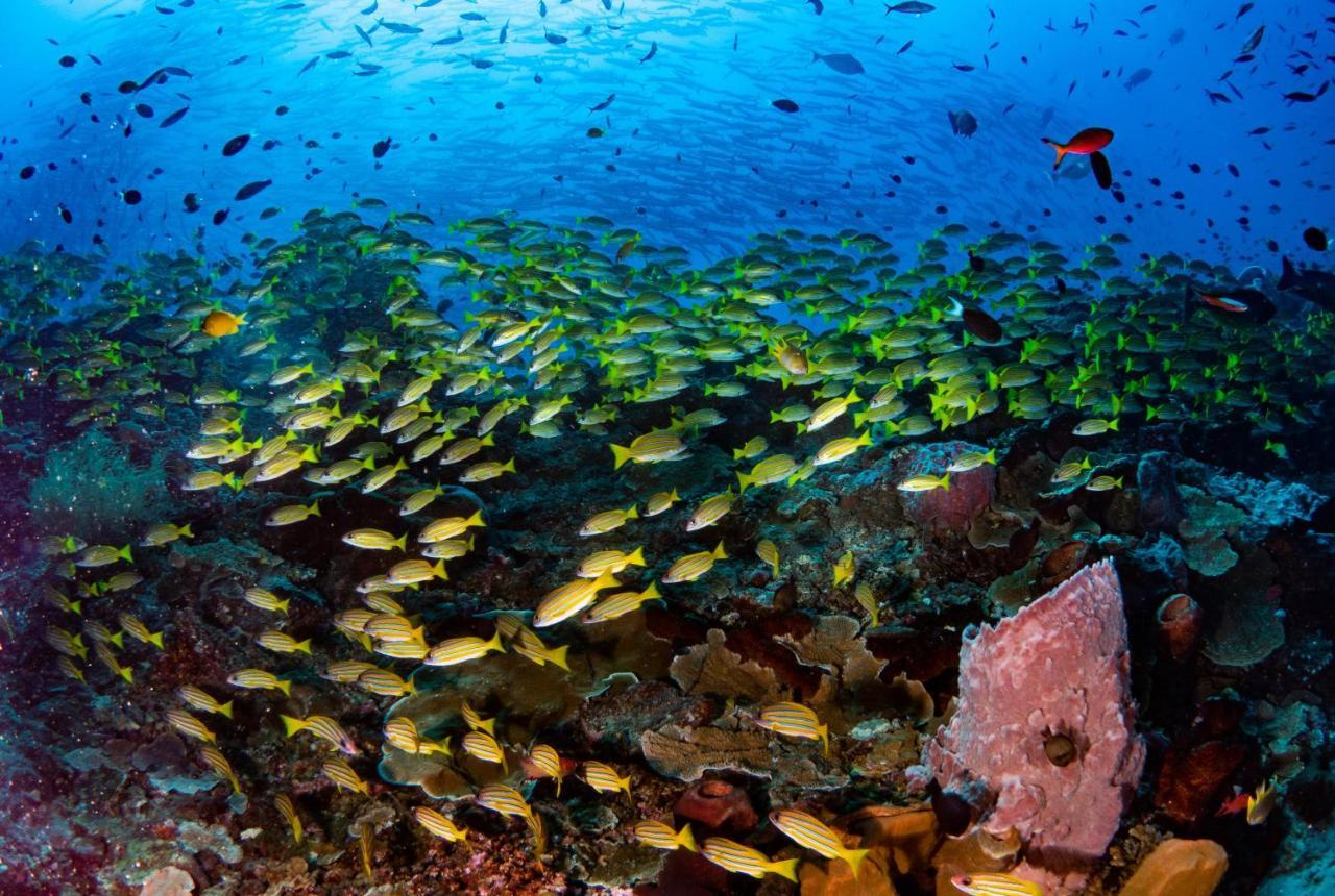 Sanctum Una Una Eco Dive Resort Pulau Unauna Dış mekan fotoğraf