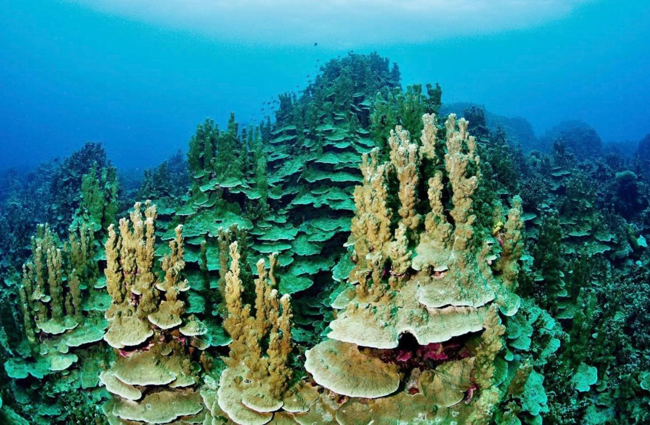 Sanctum Una Una Eco Dive Resort Pulau Unauna Dış mekan fotoğraf