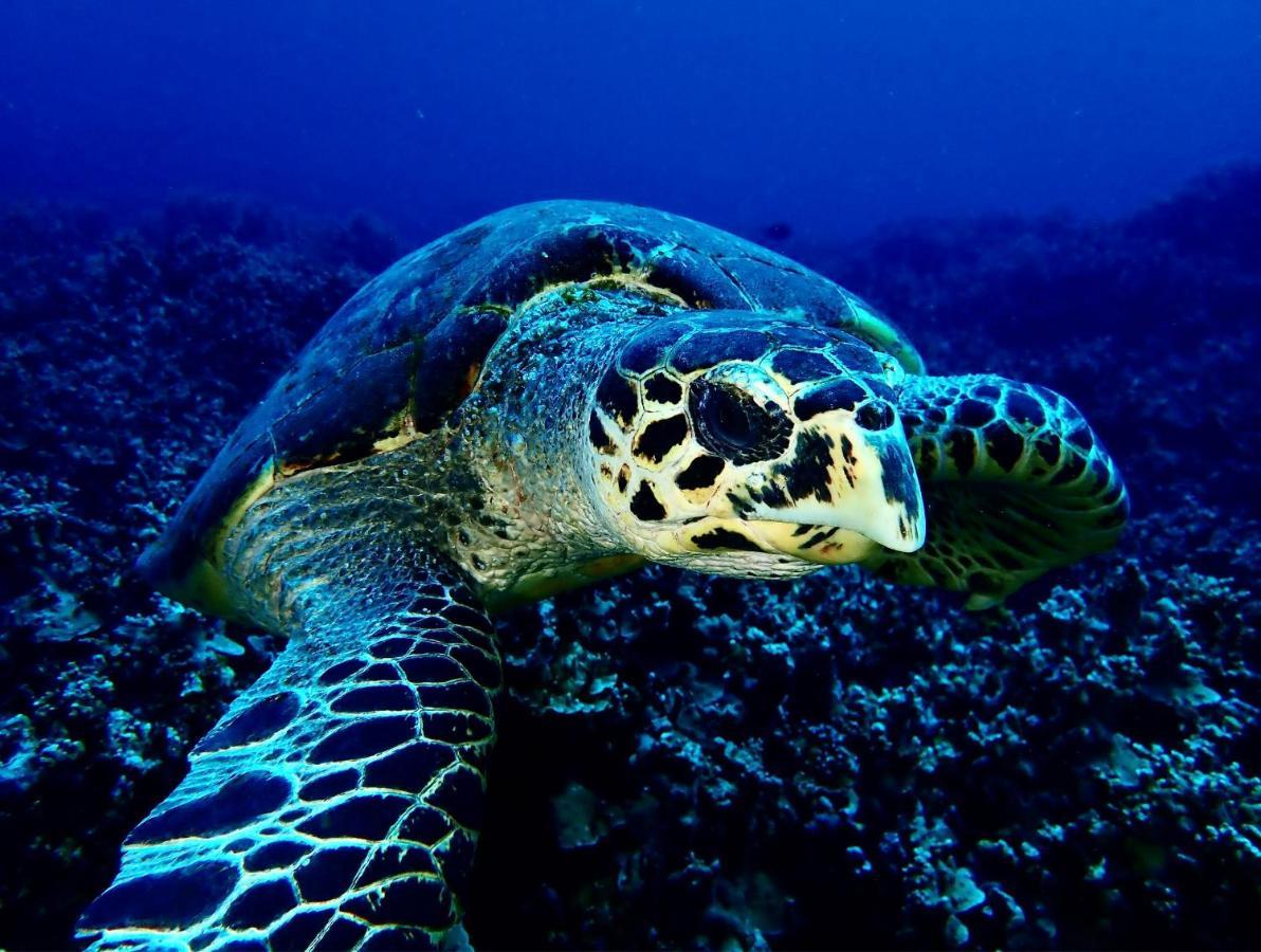Sanctum Una Una Eco Dive Resort Pulau Unauna Dış mekan fotoğraf